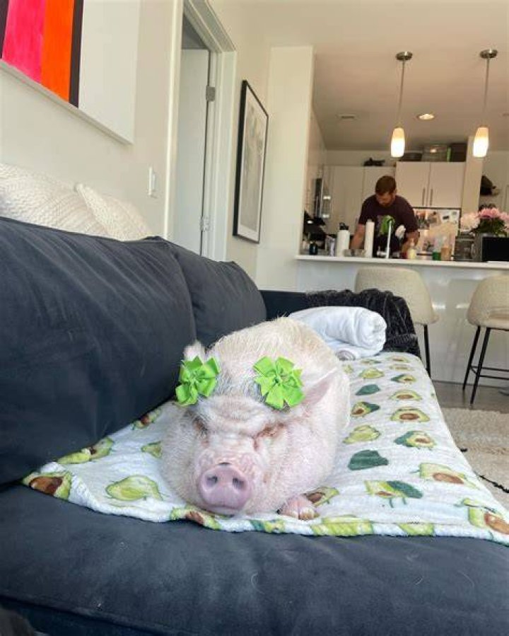 stellamaxpig