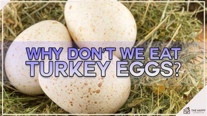 What animals eat turkey eggs?