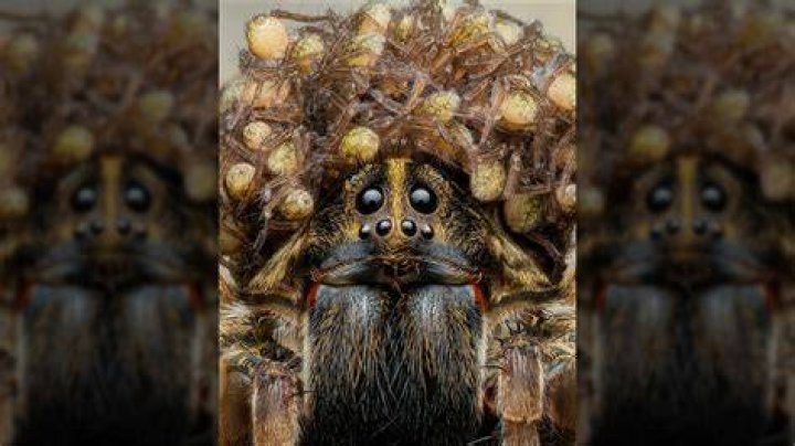 What are spider babies called?