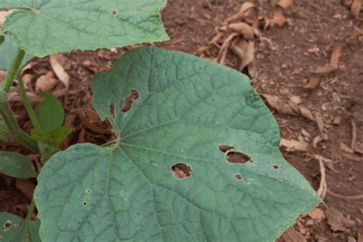 What bug eats cucumber leaves?