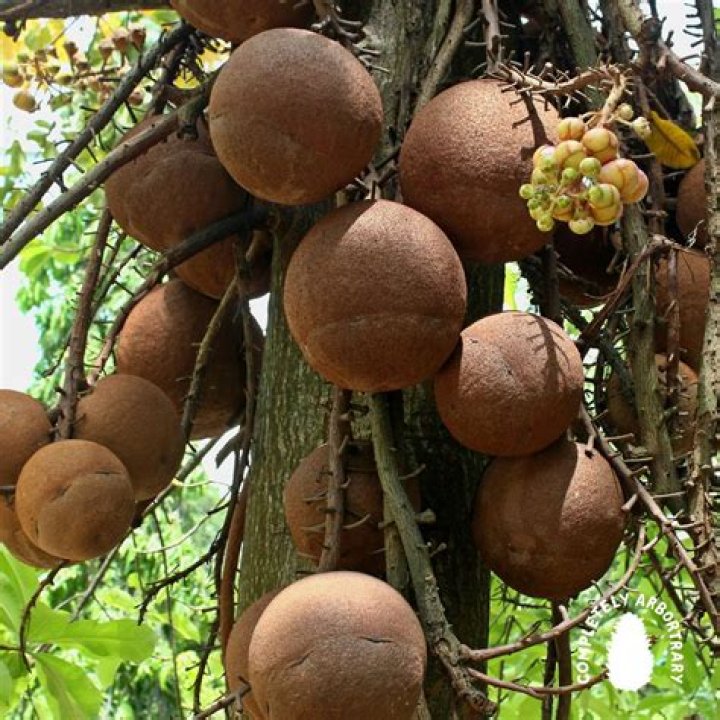 What do Brazil nuts look like on the tree?