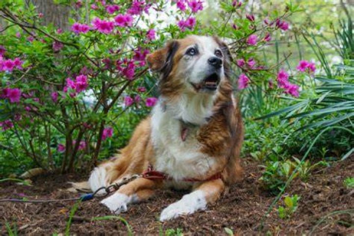 What happens if a dog eats mulch?