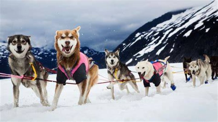 What is a dog sled called?
