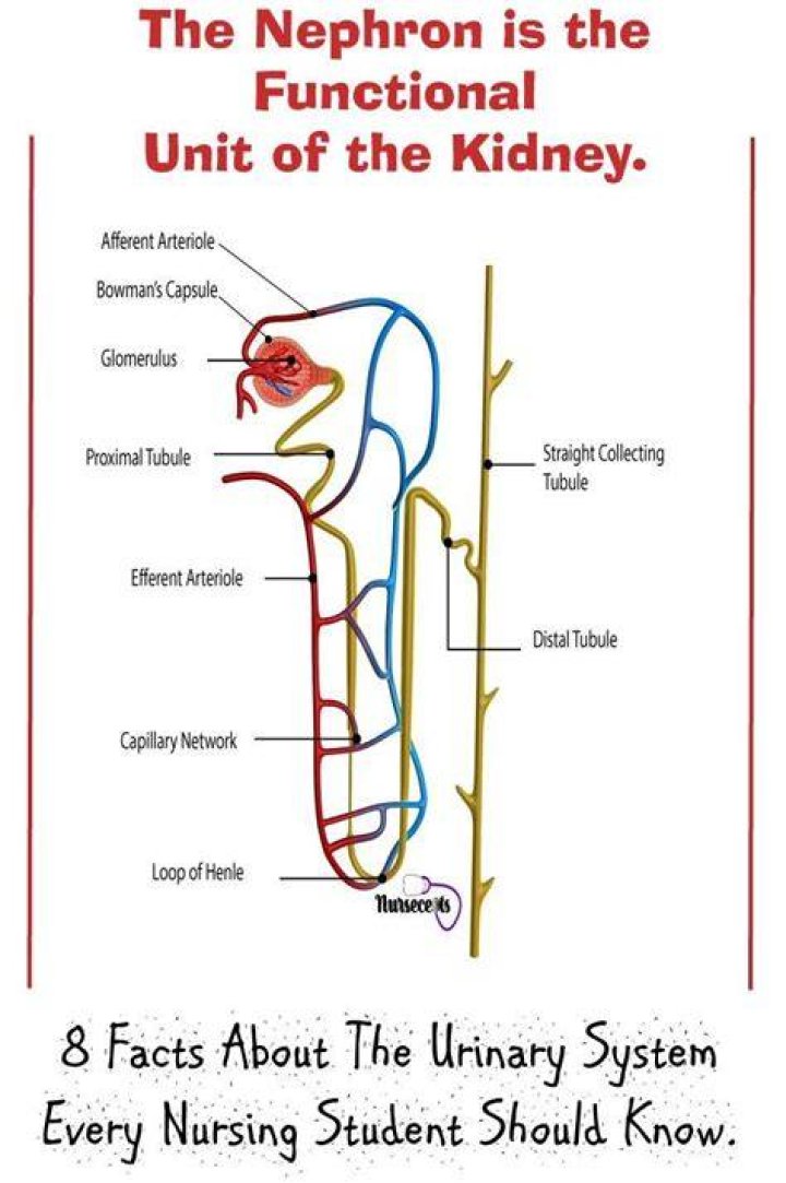 What is the basic functional unit of the kidney?