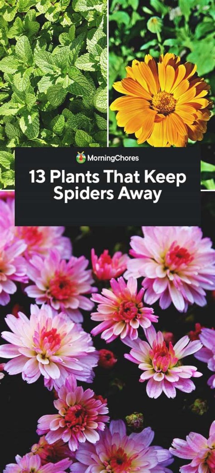 What scents keep spiders away?