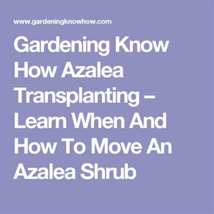 When can I transplant azaleas?