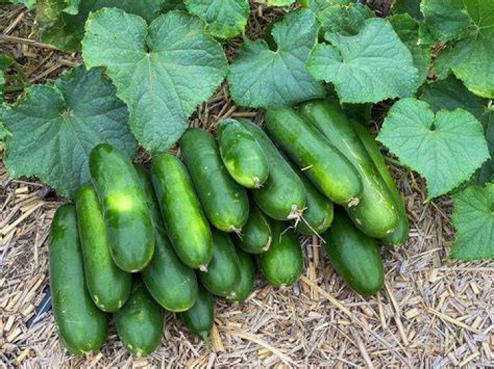When should I put cucumbers outside?