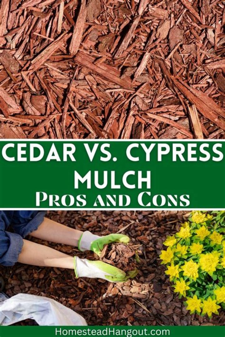 Why cypress mulch is bad?
