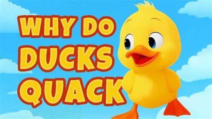 Why do ducks quack a lot?