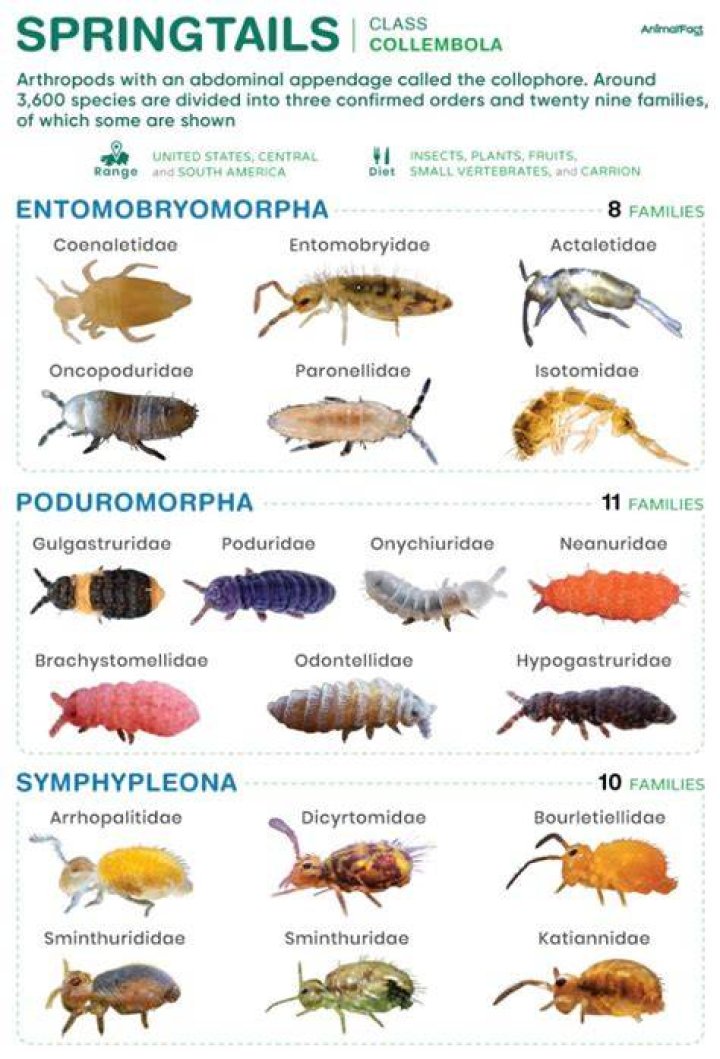 Why do springtails come out at night?