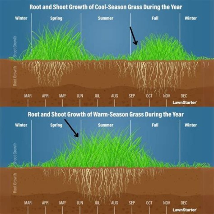 Why does grass look green?