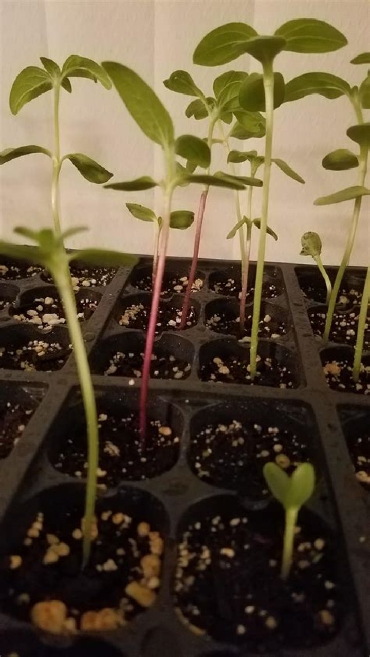 Why is my sunflower stem purple?