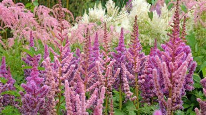 Will my astilbe come back?